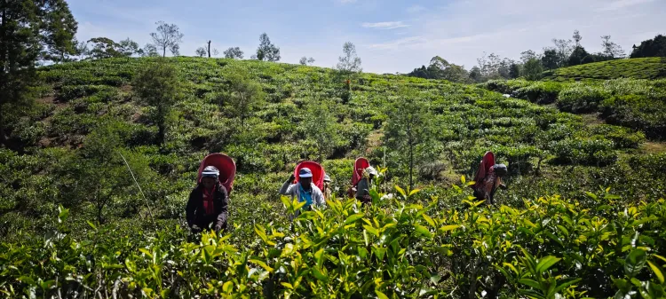 The Ultimate 2-Week Sri Lanka Itinerary (13 Days)